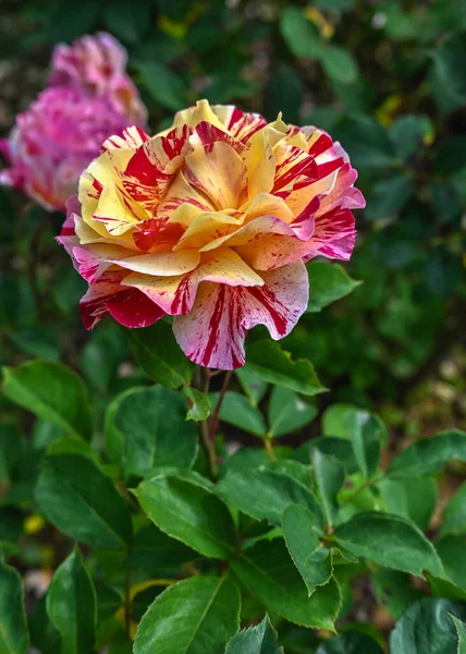 Gelb Rosa Beetrose Maurice Utrillo Blume Auf Grünem Laub Hintergrund — Stockfoto