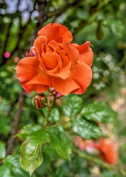 Orange Dawn Rose flower on green leaves background on a sunny spring day
