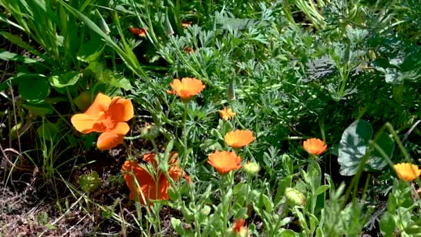 Orange Escholzia Eller Kalifornien Vallmo Blomma Grönt Gräs Bakgrund Solig — Stockvideo