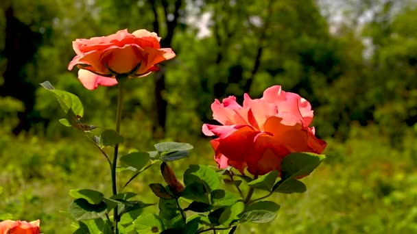 Orange Dawn Rose Kwiat Zielonym Tle Liści Słoneczny Wiosenny Dzień — Wideo stockowe