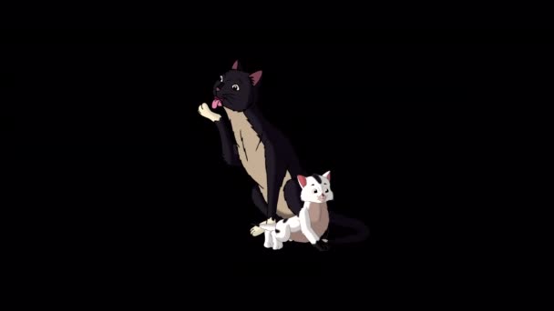 Chat Noir Son Chaton Blanc Alpha Mat Vidéo Boucle Animée — Video