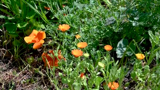 Oranje Eschscholzia California Papaver Bloem Groen Gras Achtergrond Een Zonnige — Stockvideo