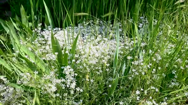 Vita Gypsophila Graciösa Blommor Gräset Solig Vårdag — Stockvideo