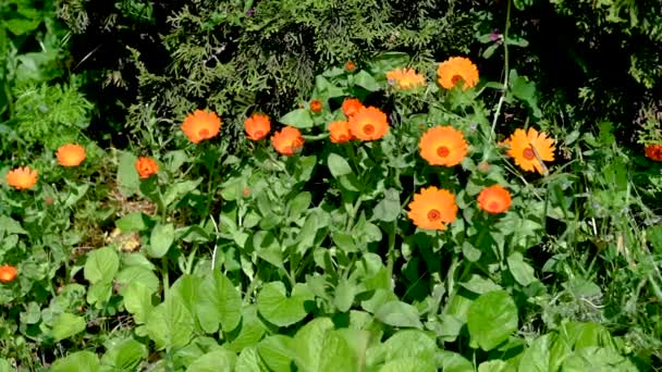 Orange Calendula Officinalis Fleur Sur Fond Herbe Verte Sur Une — Video