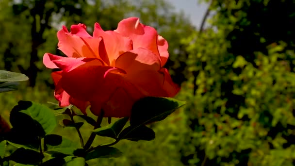 Orange Dawn Rose Blomma Gröna Blad Bakgrund Solig Vår Dag — Stockvideo
