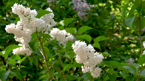 Floración Arbusto Blanco Lila Soleado Día Primavera — Vídeos de Stock