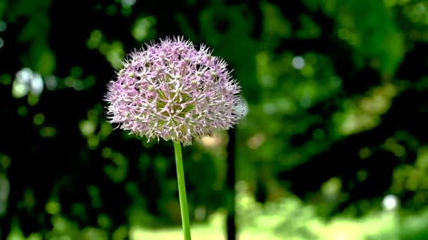 Allium Stipitatum Lub Perski Kwiat Szalotki Tle Zielonych Liści Słoneczny — Wideo stockowe