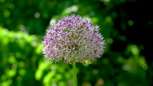 Allium Stipitatum Sau Floare Shallot Persană Fundal Frunze Verzi Însorită — Videoclip de stoc