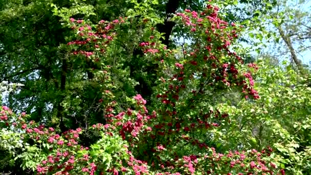 Röd Blommande Hagtorn Träd Solig Vårdag — Stockvideo