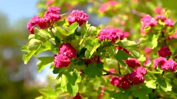 Vermelho Floração Espinheiro Árvore Dia Primavera Ensolarado — Vídeo de Stock
