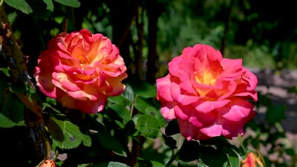 Червона Чорна Магія Квіти Троянди Зелених Листках Сонячний Весняний День — стокове відео
