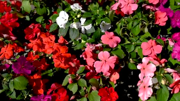 Flores Geranio Rojo Sobre Fondo Hojas Verdes Soleado Día Primavera — Vídeos de Stock