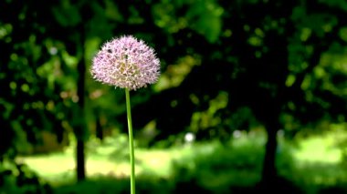 Güneşli bir bahar gününde yeşil yaprakların arka planında Allium stipitatum veya Pers shallot çiçeği