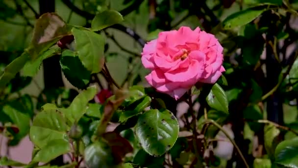 Czerwony Czarny Magic Rose Kwiat Zielonym Tle Liści Słoneczny Wiosenny — Wideo stockowe