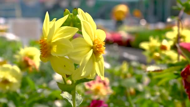 Gele Narcis Bloemen Een Achtergrond Van Groene Bladeren Een Zonnige — Stockvideo