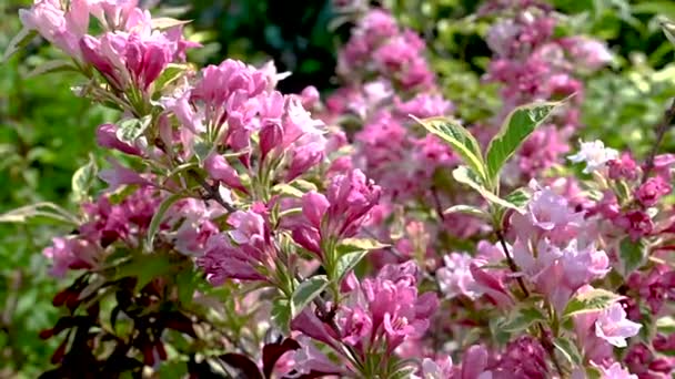 Рожеві Квіти Куща Weigela Фоні Зеленого Листя Сонячний Весняний День — стокове відео