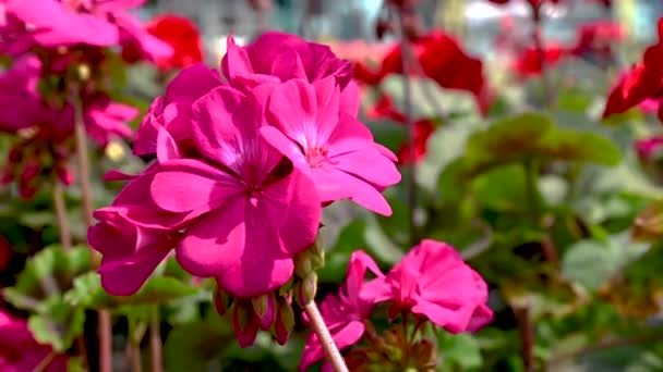 Flor Roja Geranio Sobre Fondo Hojas Verdes Soleado Día Primavera — Vídeos de Stock