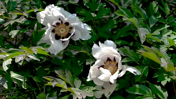 Дерево Півонія Біла Квітка Фенікса Фоні Зеленого Листя Сонячний Весняний — стокове відео