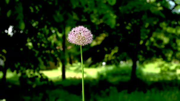 Allium Stipitatum Perzische Sjalot Bloem Een Achtergrond Van Groene Bladeren — Stockvideo
