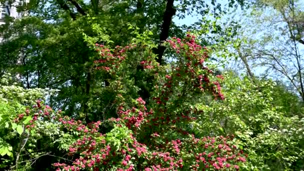 Röd Blommande Hagtorn Träd Solig Vårdag — Stockvideo