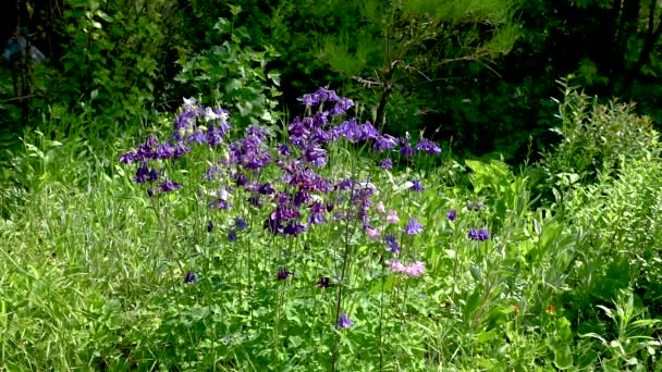 Flores Púrpuras Aquilegia Vulgaris Sobre Hierba Verde Soleado Día Primavera — Vídeos de Stock