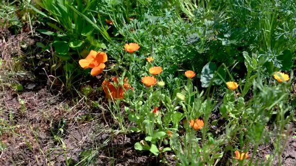 Orange Eschscholzia Flor Amapola California Sobre Fondo Hierba Verde Día — Vídeo de stock