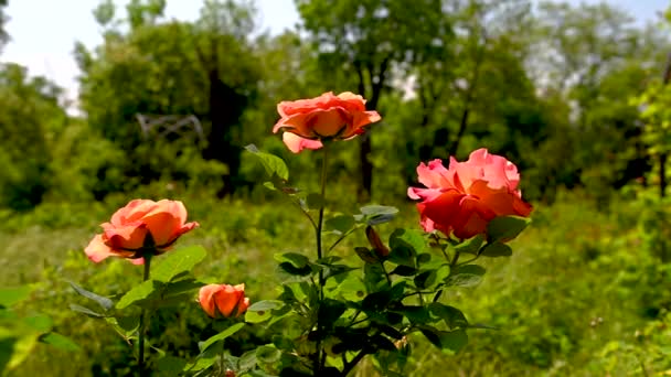 Orange Dawn Rose Bloem Groene Bladeren Achtergrond Een Zonnige Lentedag — Stockvideo
