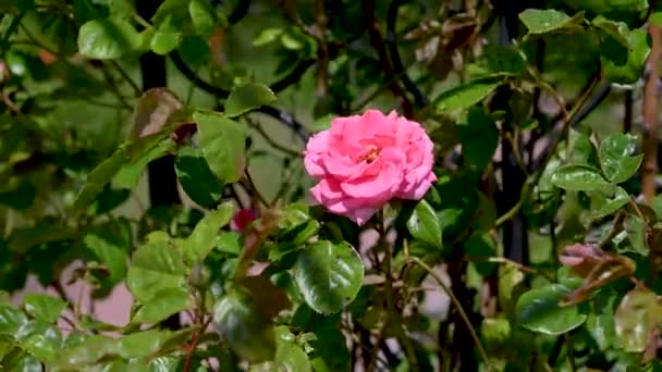 Czerwony Czarny Kwiat Róża Zielonym Tle Liści Słoneczny Wiosenny Dzień — Wideo stockowe