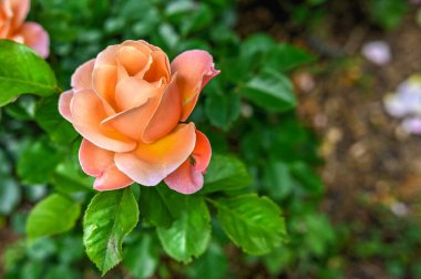 Pembe Melez Çayı Alp Şelalesi Çiçeği yeşil yapraklar üzerinde güneşli bir bahar gününde