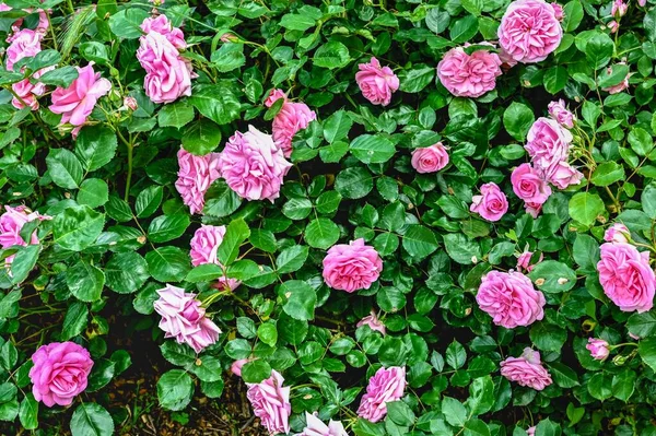 stock image Pink Hybrid tea augusta luise rose flower on green leaves background on a sunny spring day