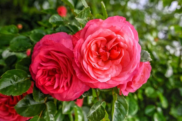 Rød Rosa Line Renaud Blomst Grønne Blade Baggrund Solrig Forårsdag Stock-billede