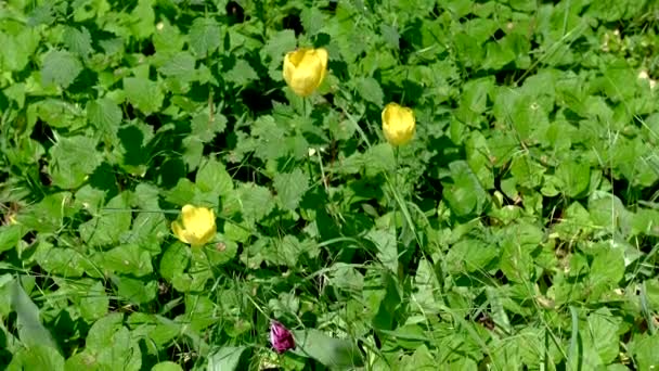 Gelbe Tulpenblüte Auf Grünem Laub Einem Sonnigen Frühlingstag — Stockvideo