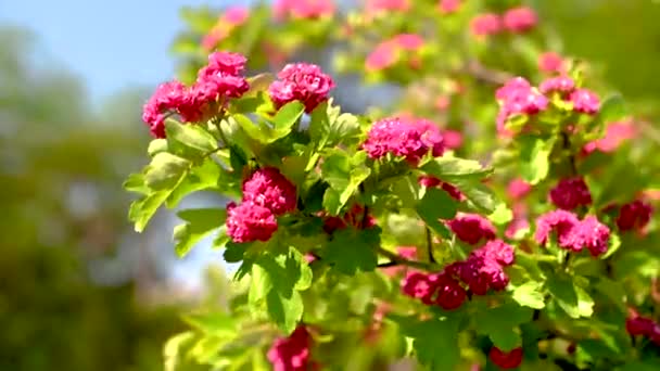 Red Flowering Hawthorn Tree Soleado Día Primavera — Vídeos de Stock