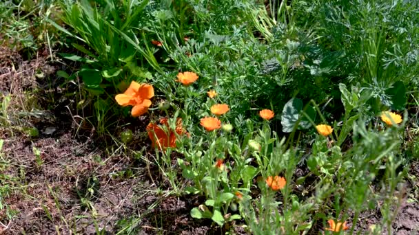 Orange Eschscholzia California Poppy Flower Green Grass Background Sunny Spring — Stock Video
