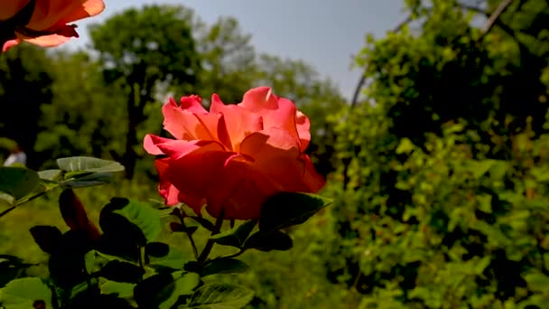 Помаранчева Квітка Троянди Фоні Зеленого Листя Сонячний Весняний День — стокове відео