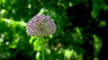 Güneşli bir bahar gününde yeşil yaprakların arka planında Allium stipitatum veya Pers shallot çiçeği