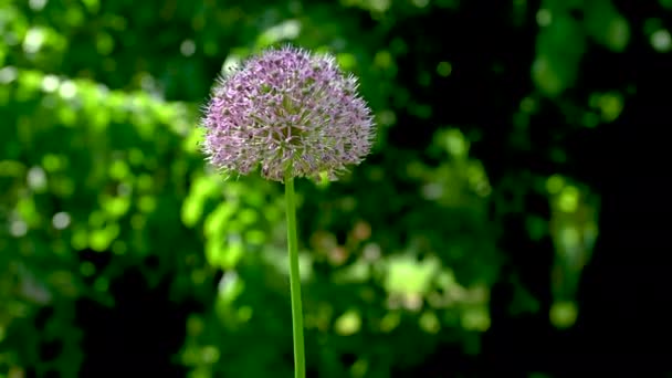 Allium Stipitatum Lub Perski Kwiat Szalotki Tle Zielonych Liści Słoneczny — Wideo stockowe