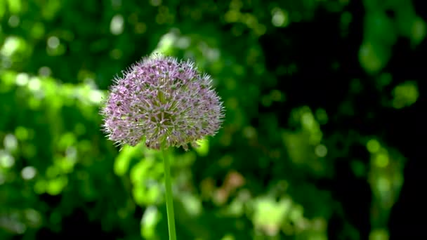 Allium Stipitatum Або Перська Квітка Шалот Фоні Зеленого Листя Сонячний — стокове відео