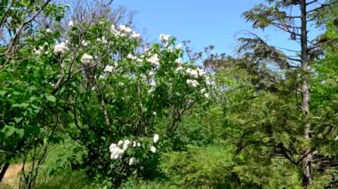 Güneşli bir bahar gününde çiçek açan leylak çalısı.