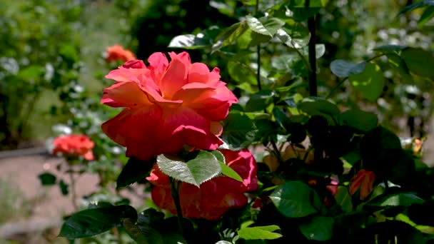 Помаранчева Квітка Троянди Фоні Зеленого Листя Сонячний Весняний День — стокове відео