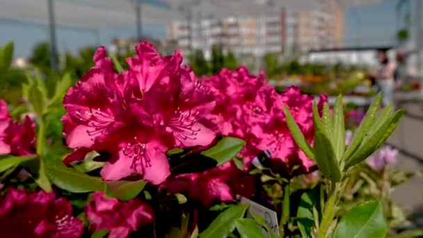 Röd Kali Rhododendron Blomma Solig Vårdag — Stockvideo