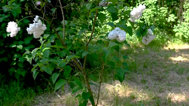 Kwitnący Biały Liliowy Krzew Słoneczny Wiosenny Dzień — Wideo stockowe