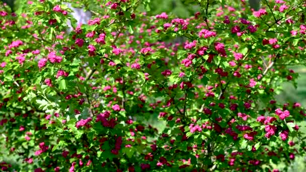 Red Flowering Hawthorn Tree Soleado Día Primavera — Vídeo de stock