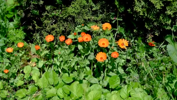 Orange Calendula Officinalis Fleur Sur Fond Herbe Verte Sur Jour — Video
