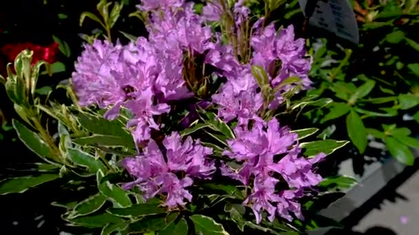 Pink Rhododendron Flower Green Leaves Background Sunny Spring Day — Stock Video