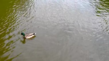 Uman, Ukrayna 28.06.2023. Uman, Ukrayna 'daki Sofiyivka Halk Parkı güneşli bir yaz günü HD