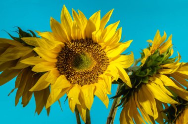 Mavi arka planda bir buket sarı ayçiçeği. Ukrayna 'nın renkleri ve sembolleri