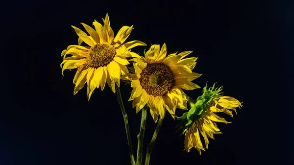 Yellow Sunflower Heads Dark Background — Stock Photo, Image