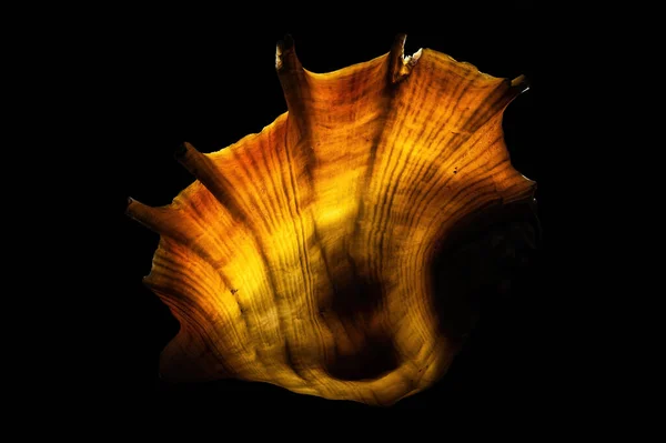 Karanlık Arka Planda Işıldayan Yaşlı Örümcek Deniz Kabuğu — Stok fotoğraf