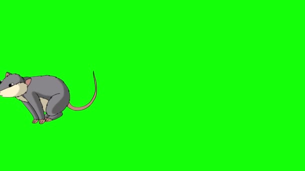 Szara Mysz Biegnie Ręcznie Robione Animowane Filmy Izolowane Zielonym Ekranie — Wideo stockowe